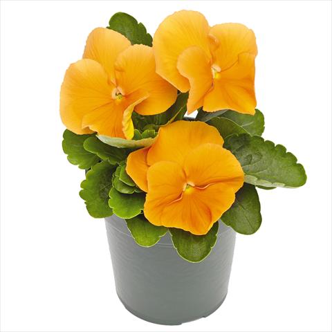 foto van een variëteit aan bloemen, te gebruiken als: Pot - en perkplant Viola wittrockiana Inspire® F1 PLUS Orange