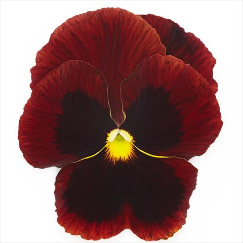 foto van een variëteit aan bloemen, te gebruiken als: Pot - en perkplant Viola wittrockiana Inspire® F1 PLUS Red Blotch