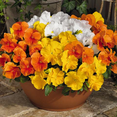 foto van een variëteit aan bloemen, te gebruiken als: Pot - en perkplant Viola wittrockiana Inspire® F1 PLUS Sunny Day Mix