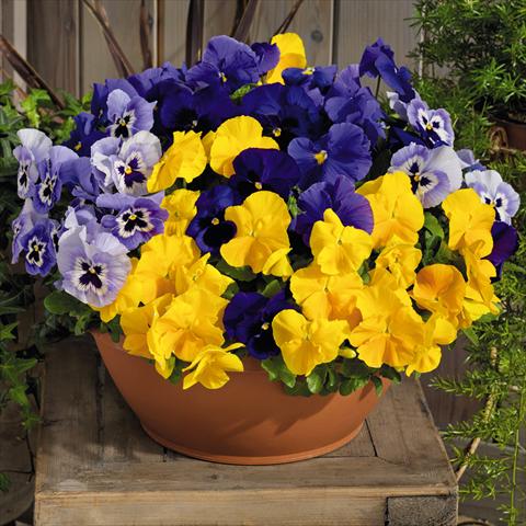 foto van een variëteit aan bloemen, te gebruiken als: Pot - en perkplant Viola wittrockiana Inspire® F1 PLUS Sun n Surf Mix