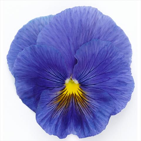 foto van een variëteit aan bloemen, te gebruiken als: Pot - en perkplant Viola wittrockiana Inspire® F1 PLUS True Blue
