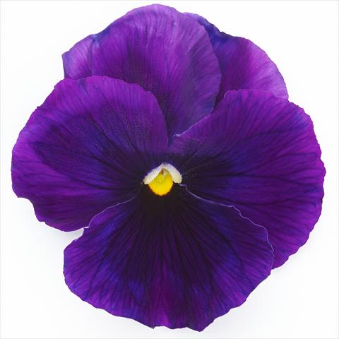foto van een variëteit aan bloemen, te gebruiken als: Pot - en perkplant Viola wittrockiana Inspire® F1 PLUS Violet