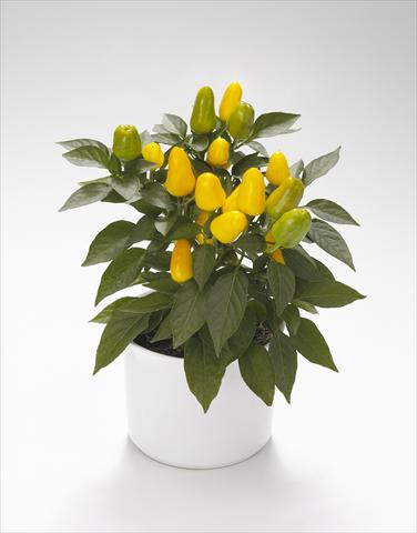 foto van een variëteit aan bloemen, te gebruiken als: Korf / Pot Capsicum annuum Karneval Yellow