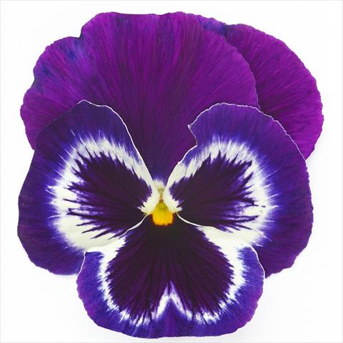 foto van een variëteit aan bloemen, te gebruiken als: Pot - en perkplant Viola wittrockiana Inspire® F1 PLUS Violet Face