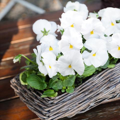 foto van een variëteit aan bloemen, te gebruiken als: Pot - en perkplant Viola wittrockiana Inspire® F1 PLUS White