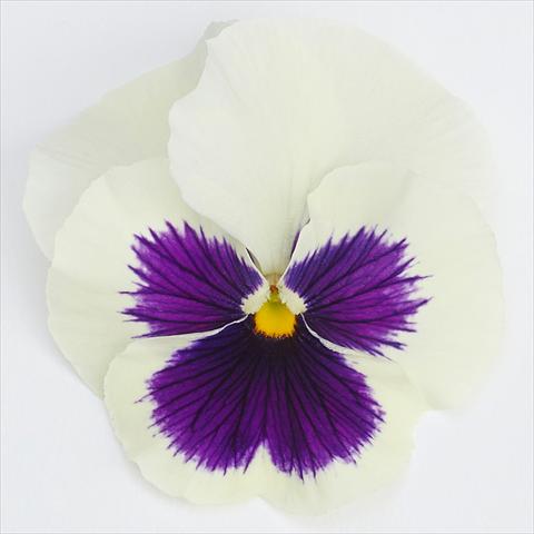 foto van een variëteit aan bloemen, te gebruiken als: Pot - en perkplant Viola wittrockiana  F1 Inspire® Serie PLUS White Blotch