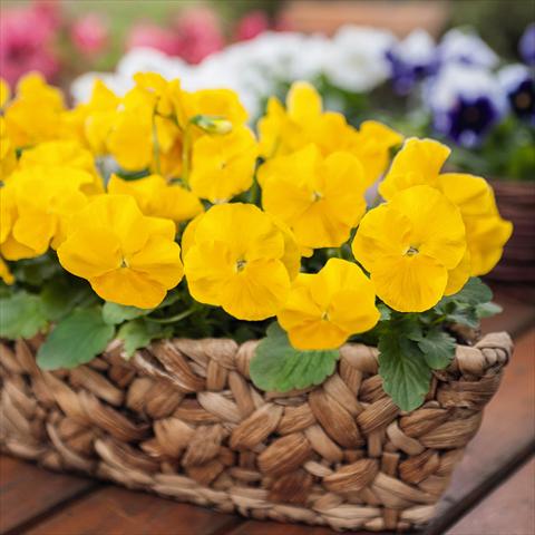 foto van een variëteit aan bloemen, te gebruiken als: Pot - en perkplant Viola wittrockiana Inspire® F1 PLUS Yellow