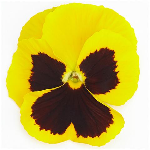 foto van een variëteit aan bloemen, te gebruiken als: Pot - en perkplant Viola wittrockiana Inspire® F1 PLUS Yellow Blotch