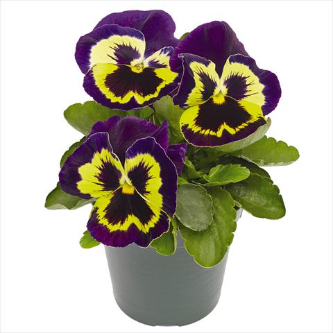 foto van een variëteit aan bloemen, te gebruiken als: Pot - en perkplant Viola wittrockiana Inspire® F1 PLUS Yellow Purple Face