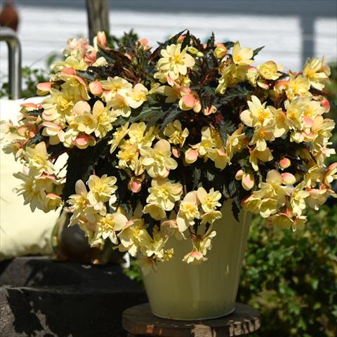 foto van een variëteit aan bloemen, te gebruiken als: Pot Begonia boliviensis Unbelievable Tweetie Pie