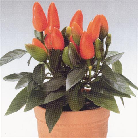 foto van een variëteit aan bloemen, te gebruiken als: Korf / Pot Capsicum annuum Salsa Dark Orange