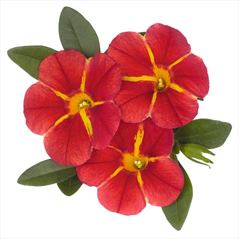 foto van een variëteit aan bloemen, te gebruiken als: Pot - en perkplant Calibrachoa hybrida Aloha Classic Aloha Red Cart Wheel