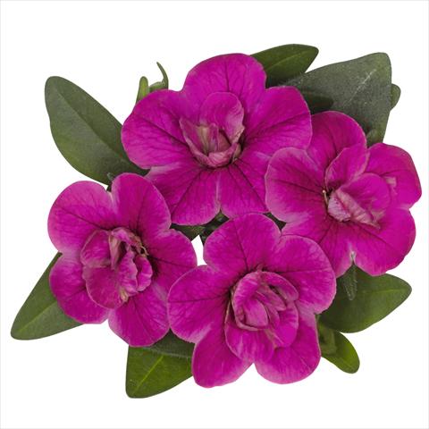 foto van een variëteit aan bloemen, te gebruiken als: Perkplant, potplant of korfplant Calibrachoa hybrida Aloha Double Purple