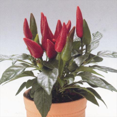 foto van een variëteit aan bloemen, te gebruiken als: Korf / Pot Capsicum annuum Salsa Red