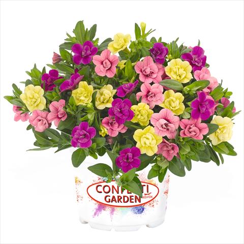 foto van een variëteit aan bloemen, te gebruiken als: Korf / Pot 3 Combo Confetti Garden Aloha Double MySweetheart