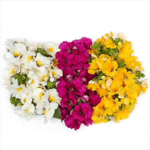 foto van een variëteit aan bloemen, te gebruiken als: Korf / Pot 3 Combo Confetti Garden Angelart Angel Cherry Clouds