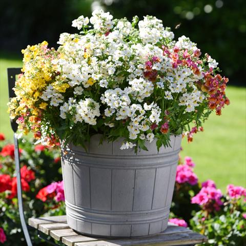 foto van een variëteit aan bloemen, te gebruiken als: Korf / Pot 3 Combo Confetti Garden Angelart Angel Peschy Clouds