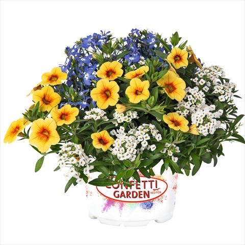 foto van een variëteit aan bloemen, te gebruiken als: Korf / Pot 3 Combo Confetti Garden Yolo Glossy Spring