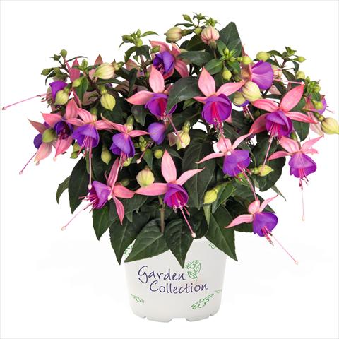 foto van een variëteit aan bloemen, te gebruiken als: Korf / Pot Fuchsia hybrida Arêtes Belfort