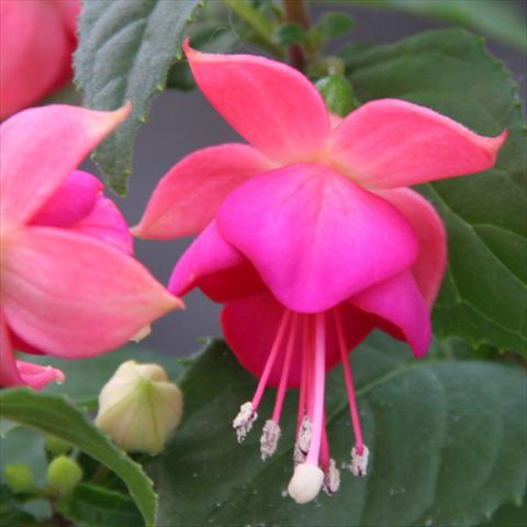 foto van een variëteit aan bloemen, te gebruiken als: Korf / Pot Fuchsia hybrida Classica Force Tarbes