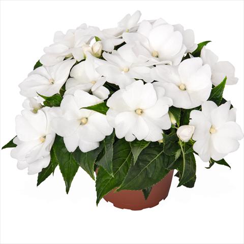 foto van een variëteit aan bloemen, te gebruiken als: Perkplant, potplant of korfplant Impatiens N. Guinea Magnum Clear White