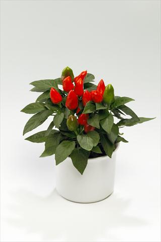 foto van een variëteit aan bloemen, te gebruiken als: Korf / Pot Capsicum annuum Tango Deep Orange