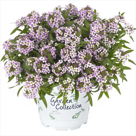 foto van een variëteit aan bloemen, te gebruiken als: Pot Lobularia maritima Yolo Top lavender