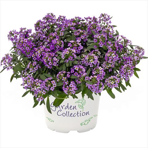 foto van een variëteit aan bloemen, te gebruiken als: Pot Lobularia maritima Yolo Top Purple