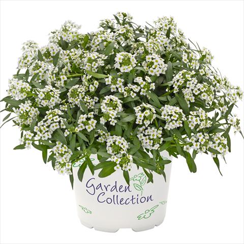 foto van een variëteit aan bloemen, te gebruiken als: Pot Lobularia maritima Yolo Top White