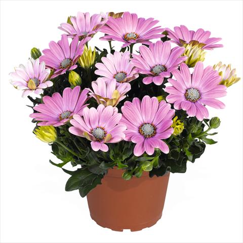 foto van een variëteit aan bloemen, te gebruiken als: Pot Osteospermum Smoothies Soft Pink