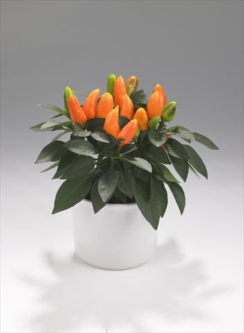foto van een variëteit aan bloemen, te gebruiken als: Korf / Pot Capsicum annuum Tango Light Orange