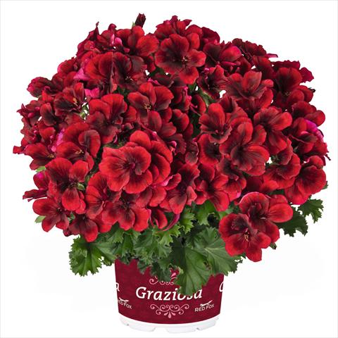 foto van een variëteit aan bloemen, te gebruiken als: Pot Pelargonium crispum Regal Graziosa Red