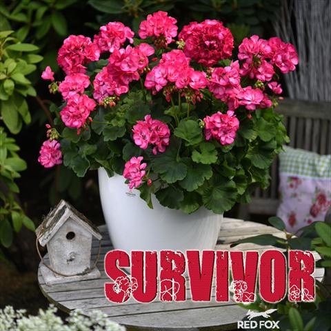 foto van een variëteit aan bloemen, te gebruiken als: Pot Pelargonium zonale Survivor Rose Pink