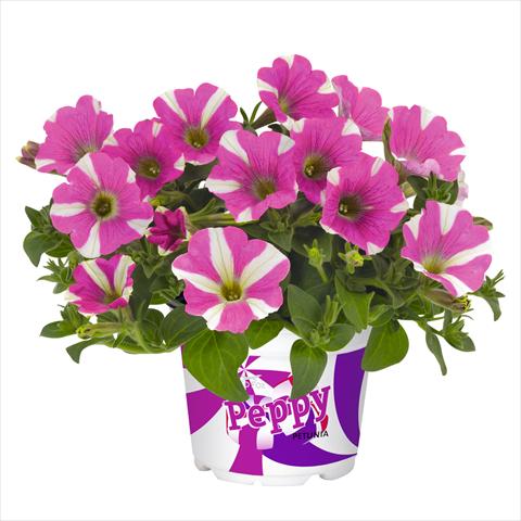 foto van een variëteit aan bloemen, te gebruiken als: Korf / Pot Petunia hybrida Peppy Pink