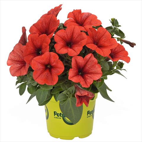 foto van een variëteit aan bloemen, te gebruiken als: Korf / Pot Petunia hybrida Potunia Bright Orange
