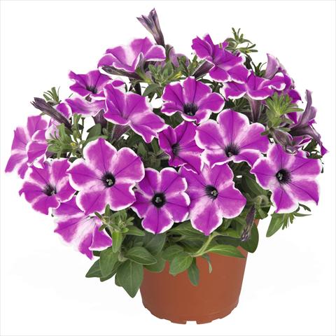 foto van een variëteit aan bloemen, te gebruiken als: Korf / Pot Petunia hybrida Surprise Purple Dance