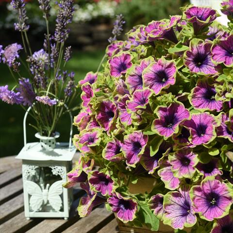 foto van een variëteit aan bloemen, te gebruiken als: Korf / Pot Petunia hybrida Sweetunia Green Tambourine