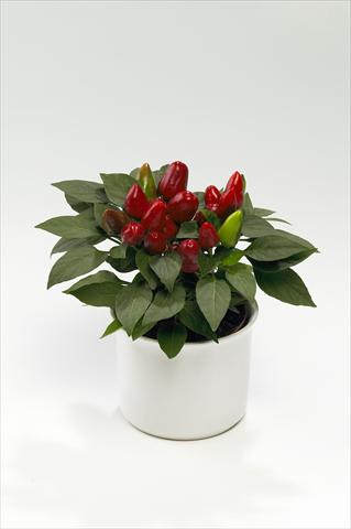 foto van een variëteit aan bloemen, te gebruiken als: Korf / Pot Capsicum annuum Tango Red