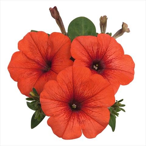foto van een variëteit aan bloemen, te gebruiken als: Korf / Pot Petunia hybrida Sweetunia Orange Flash