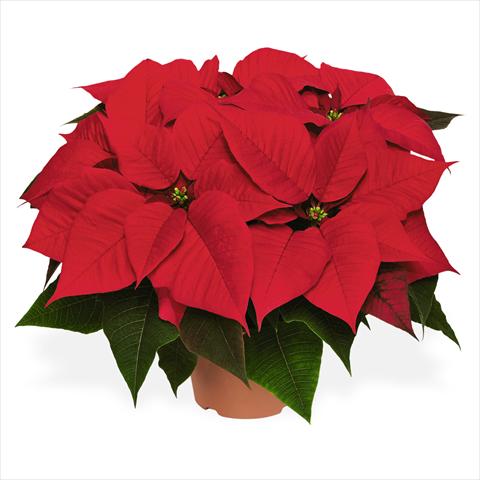 foto van een variëteit aan bloemen, te gebruiken als: Pot Poinsettia - Euphorbia pulcherrima Red Fox Special Red Cosmo Red