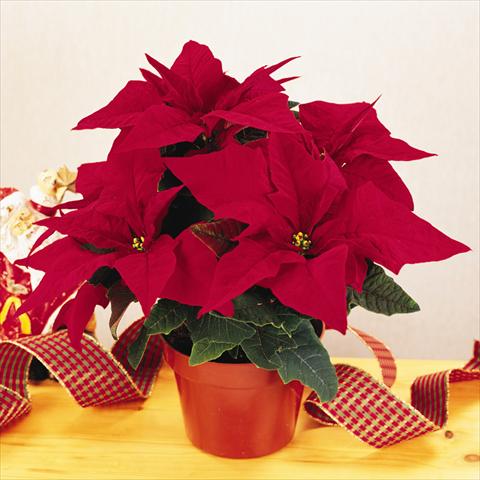 foto van een variëteit aan bloemen, te gebruiken als: Pot Poinsettia - Euphorbia pulcherrima RED FOX Specialities Programm Jester Red