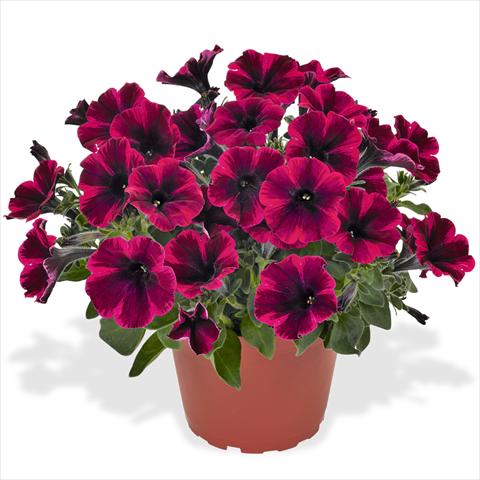 foto van een variëteit aan bloemen, te gebruiken als: Korf / Pot Petunia hybrida Sweetunia Suize Storm