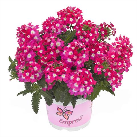 foto van een variëteit aan bloemen, te gebruiken als: Korf / Pot Verbena hybrida Empress Flair Cherry Charme