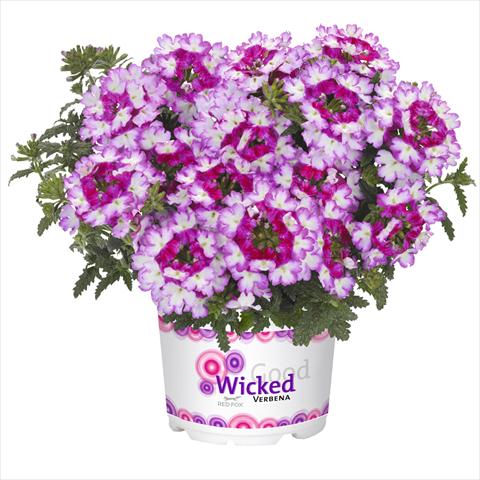 foto van een variëteit aan bloemen, te gebruiken als: Korf / Pot Verbena hybrida Wicked Beauty Burgundy