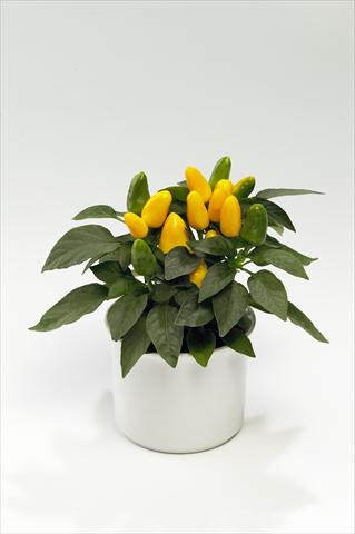 foto van een variëteit aan bloemen, te gebruiken als: Korf / Pot Capsicum annuum Tango Yellow