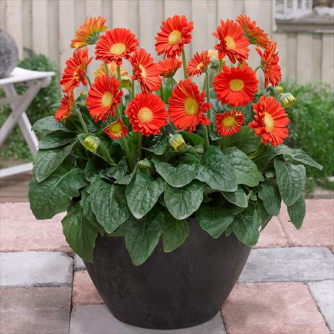 foto van een variëteit aan bloemen, te gebruiken als: Pot - en perkplant Gerbera jamesonii Garvinea Sweet® Glow®