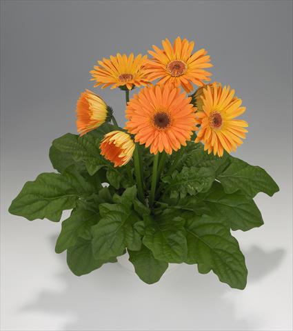 foto van een variëteit aan bloemen, te gebruiken als: Korf / Pot Gerbera jamesonii Royal Apricot