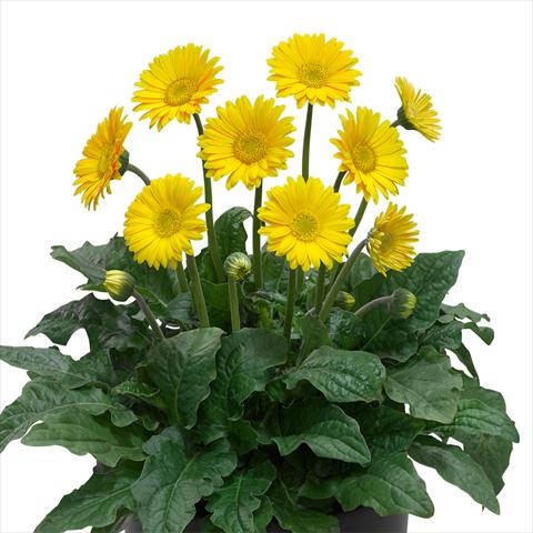 foto van een variëteit aan bloemen, te gebruiken als: Pot - en perkplant Gerbera jamesonii Garvinea Sweet® Smile®