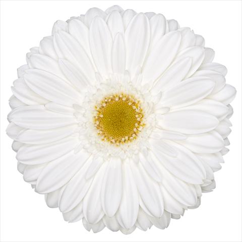 foto van een variëteit aan bloemen, te gebruiken als: Pot Gerbera jamesonii Standard Beluga®