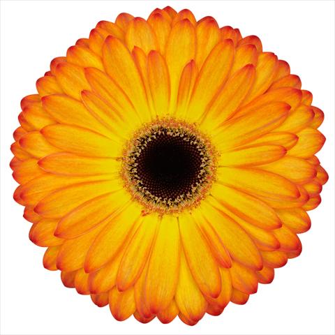 foto van een variëteit aan bloemen, te gebruiken als: Pot Gerbera jamesonii Standard Catwalk®